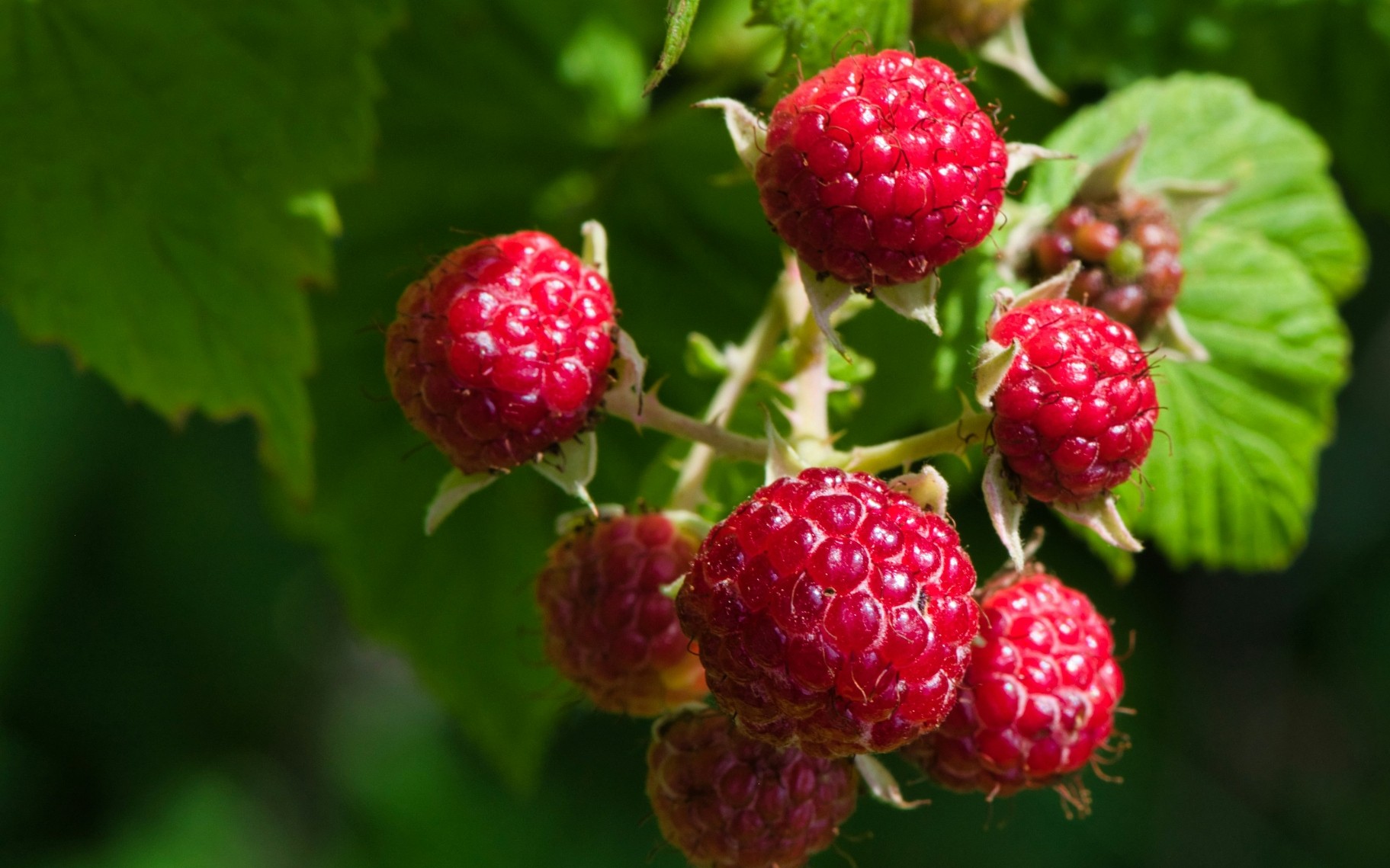 Rozpoznawanie gatunków muzycznych za pomocą Raspberry Pi Pico